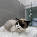 Dream Cat (드림캣) | 쌀쌀한 겨울이 찾아오고있네요 강남고양이미용 으로 겨울준비하세요