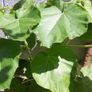 바다&슬롯 이미지