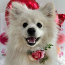 포그니유치원 이미지