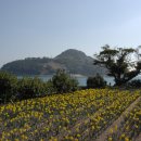 수선화