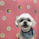 펫마켓 서구점 이미지