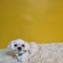 몽쉘몽봉 이미지