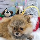 퍼피루미 이미지