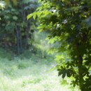 엄나무민박 이미지