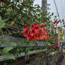 GS25 옹포중앙점 | 4. [제주] 협재 바다와 비양도가 보이는 바이닐, 밀파소