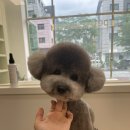 다엘 애견미용실 이미지