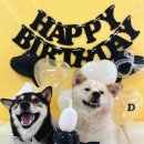 놀러오개 애견유치원 애견호텔 수원세류점 이미지