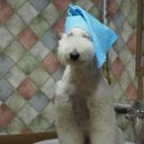 더봄애견 이미지