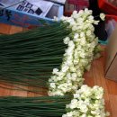 스위트피(Sweet Pea)