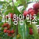 희망약초 이미지