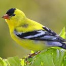 비비안나 이미지