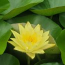 회산백련지 소공원 이미지