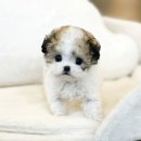 야옹아 멍멍해봐 강아지고양이 평택점 이미지