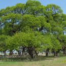 신록1로 이미지