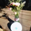 동그리생생 이미지