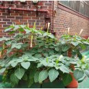 도봉-도봉-서울도봉-2036 이미지