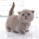 해맑은농장 | 의성고양이무료분양 해맑은 표정이 너무 예뻐서 한참을