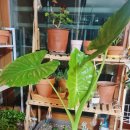 쌍용화원 이미지