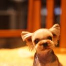 펫살롱모우 이미지