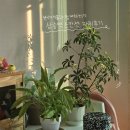 힐스테이트삼송역스칸센 실거주 후기 3편 - 자취하며 느낀 장단점 (옵션, 빌런, 방음, 벌레 등)