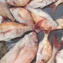 신창흑돼지두루치기 이미지