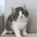 고양이입양소 이미지