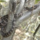 뱀에 물린 상처, 한국뱀의 독, 뱀 독에 관한 과학뉴스 이미지