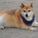 구가의 견 이미지