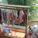 미미펫푸드 | 창원 강아지 케이크 미미펫푸드 내돈내산 주문 후기