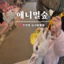 광안숲 | 부산 광안대교뷰 실내동물원 애니멀숲 주차 가격 먹이주기 신상카페 총정리