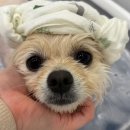 김해애견미용 맘바이 강아지 미용실 | 일산애견미용 맘바이 강아지미용실에서 만난 따뜻한 소수정예 미용 후기