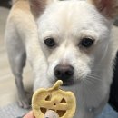 딸램들램 이미지