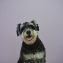 정다운애견미용 이미지