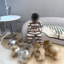 라이크펫 | 광주 광산구 아이와 가볼 만한 곳 애견카페 "라이크펫" 내돈내산 후기