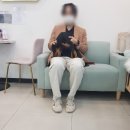 오아이펫 이미지