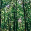 강원산림원 이미지