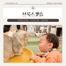 브룩스 캣 카페 | 〔아이랑〕 남포동 고양이카페 브룩스캣슬 가본 솔직후기!