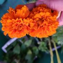 메리골드 이미지