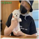 댕댕이 애견샵 이미지