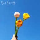 부곡동꽃집 복사꽃다방 가격 위치 영업시간