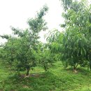 로뎀 농장 이미지