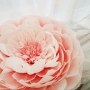 다다플라워 이미지