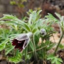 이영춘 | 이영춘 시인의 시 감상과 해설 – 이슬을 먹을 수 있다면, 그 뼈가 아파서 울었다