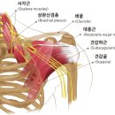 자세교정원 - 수성구 신천동로88길 40 | 자세교정원