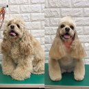 강사모백화점 이미지