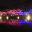 마이산 벚꽃길 네이버블로그