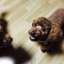 낼름&애견샵 이미지