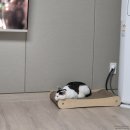 포토덤프: 월간일기 6월_ 우리집 고양이 사진, 냥집사 일상, 기타큐슈