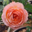 장미하우스 이미지