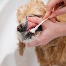 서서동물의료센터 이미지